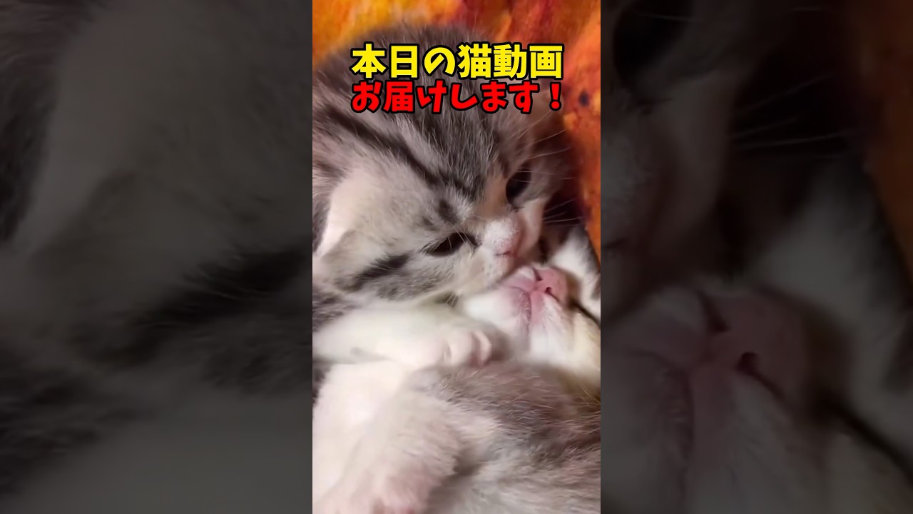 新鮮な猫動画だよ〜❤️ #cats #cat #猫 #ねこ