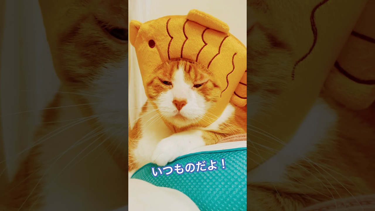 ギャップ萌えがえぐい先輩猫 #音源お借りしました #angel/えんじぇるさん #ねこ動画 #猫のいる暮らし #shorts #めちゃシゲTV