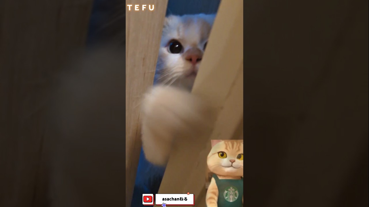 ＴＥＦＵ君【サイベリアン】#shorts #サイベリアン#cat