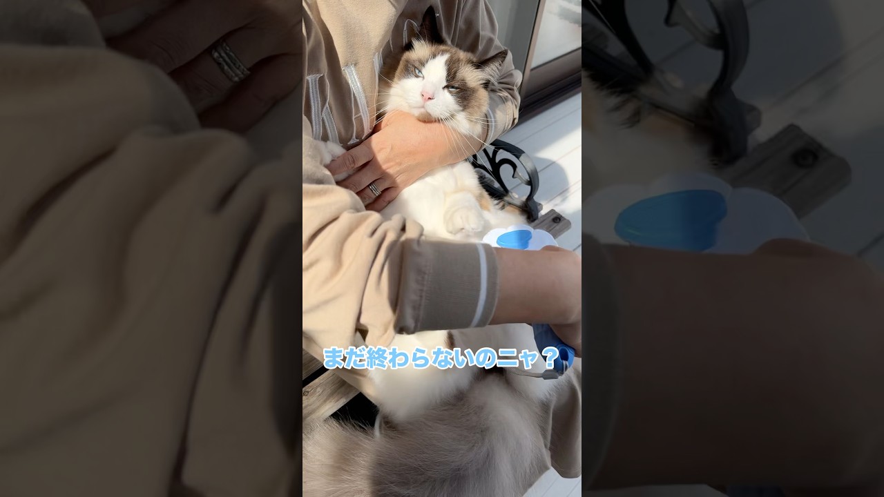 ブラッシング中の顔が険しすぎる　#猫 #cat #ラグドール