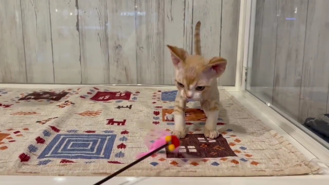 デボンレックス　男の子　2025/3/15生まれ