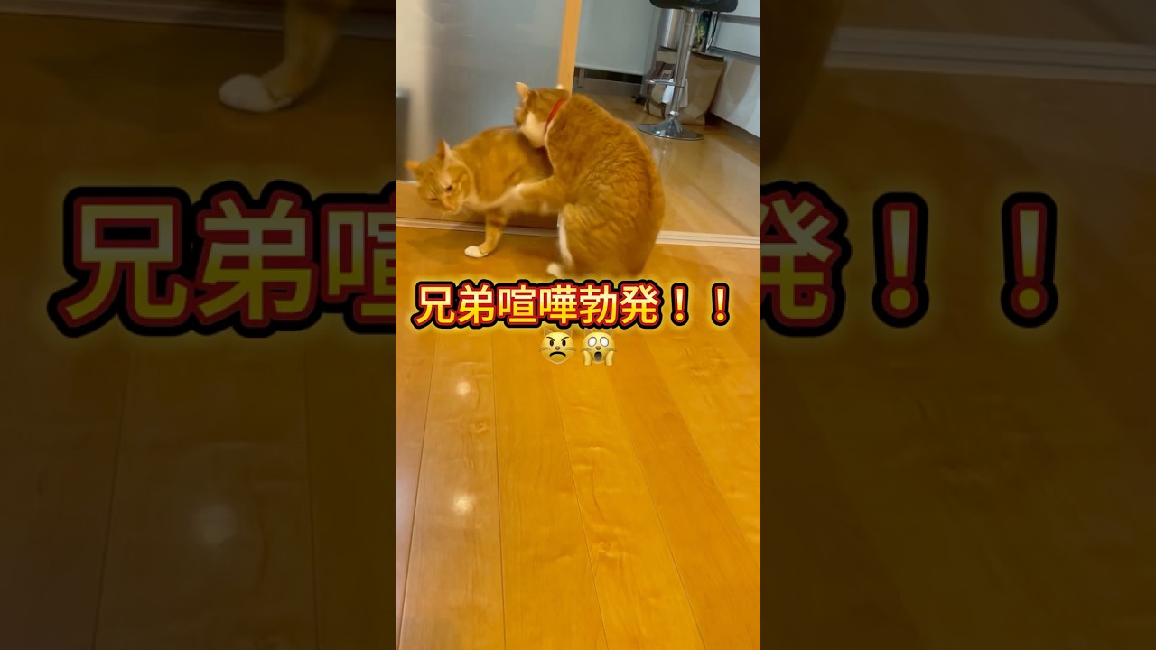 兄弟猫喧嘩勃発！！#shorts #兄弟喧嘩 #保護子猫 #ねこ #子ネコ #ネコ #三毛猫 #三毛猫家族 #保護猫 #猫のいる暮らし #兄弟猫