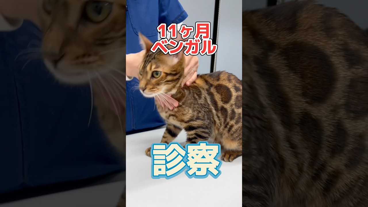 玉ねぎを誤食した11ヶ月のベンガルが動物病院にやって来た！