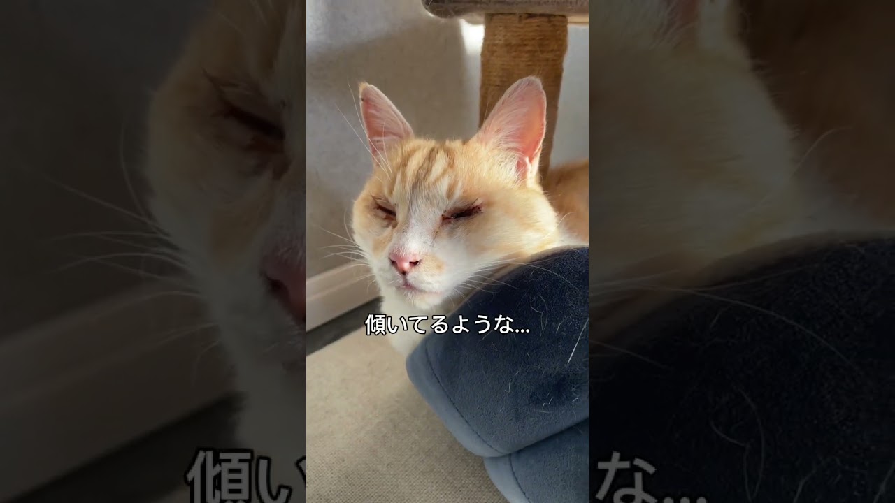 傾きボブ様#さかがみ家 #保護犬 #保護猫 #dog #cat #坂上忍