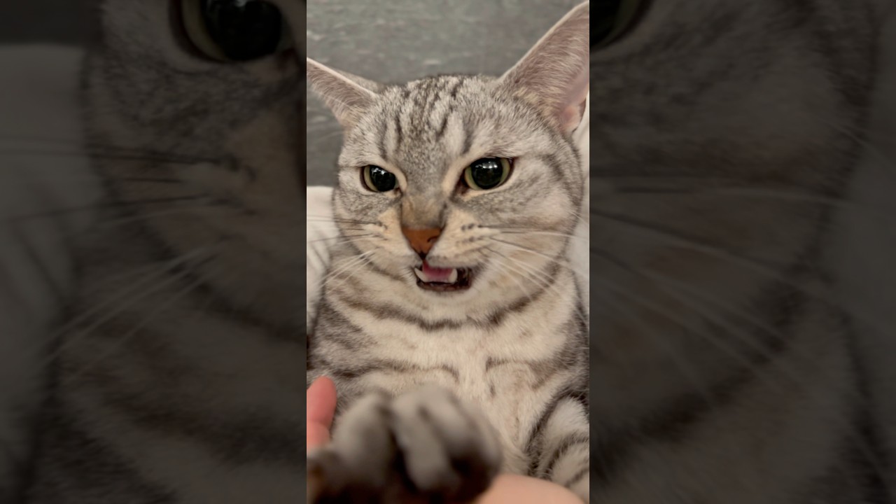 我が家のマンチカンが可愛すぎる件...笑 #shorts #猫 #cat