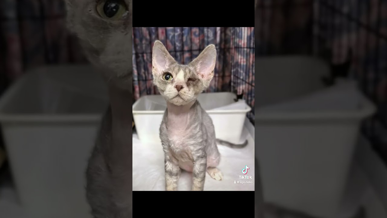 #里親募集中子猫アゴはネコ #デボンレックス