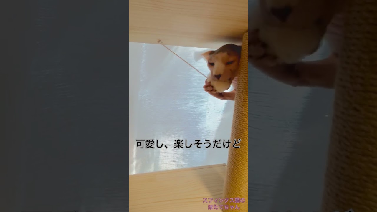 ポンポンで遊ぶほたて【スフィンクス　猫】