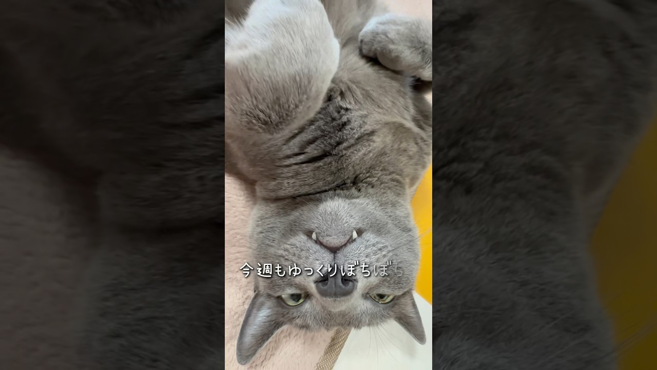 【ロシアンブルー】今朝のめろんはこんな感じ🤭【猫】#shorts