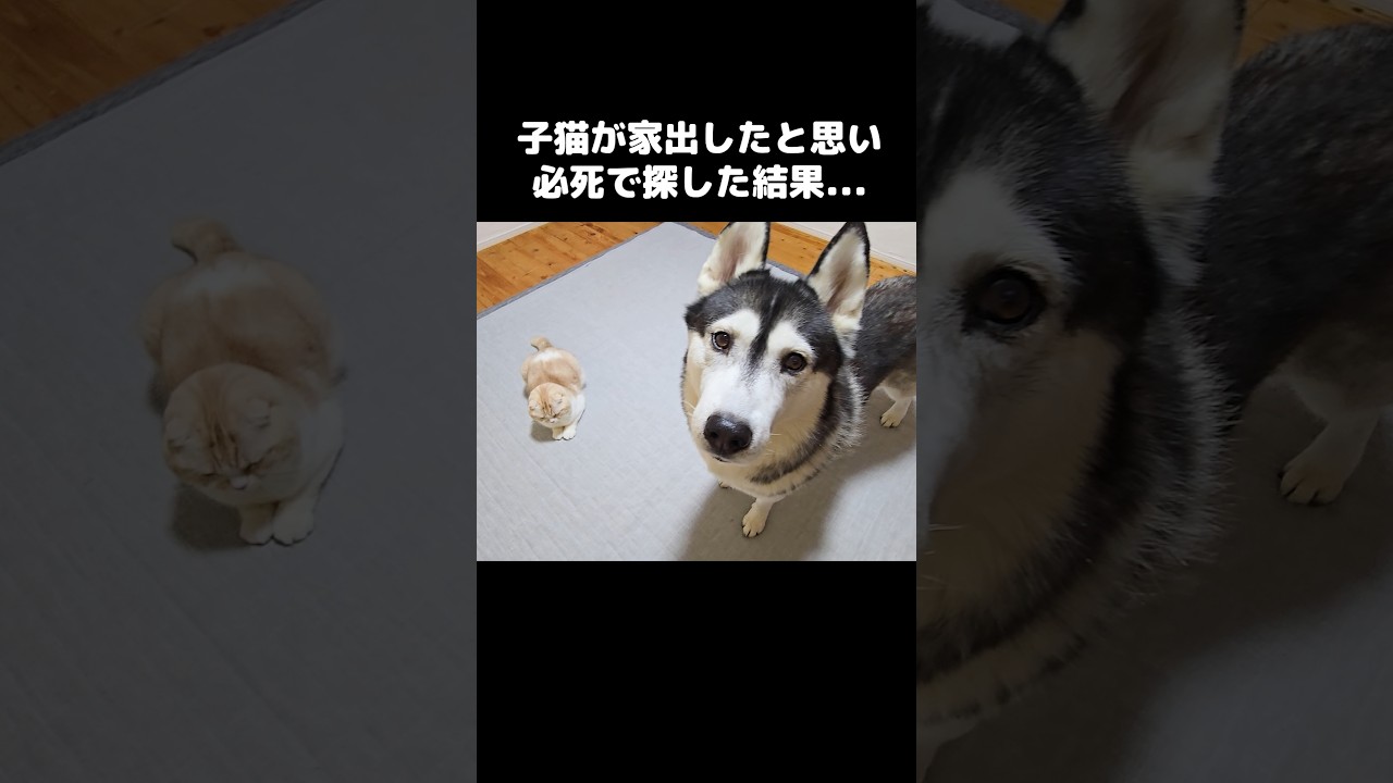 子猫が家出したと思い必死で探した結果...笑#shorts