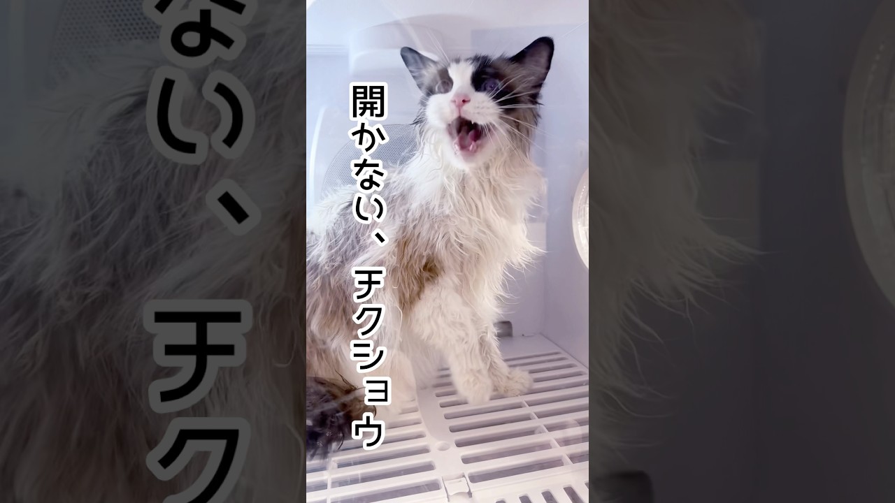 【猫をドライヤーBOXに入れたらこうなった】#猫 #猫のいる暮らし #猫のドライヤー#ラグドール #shorts