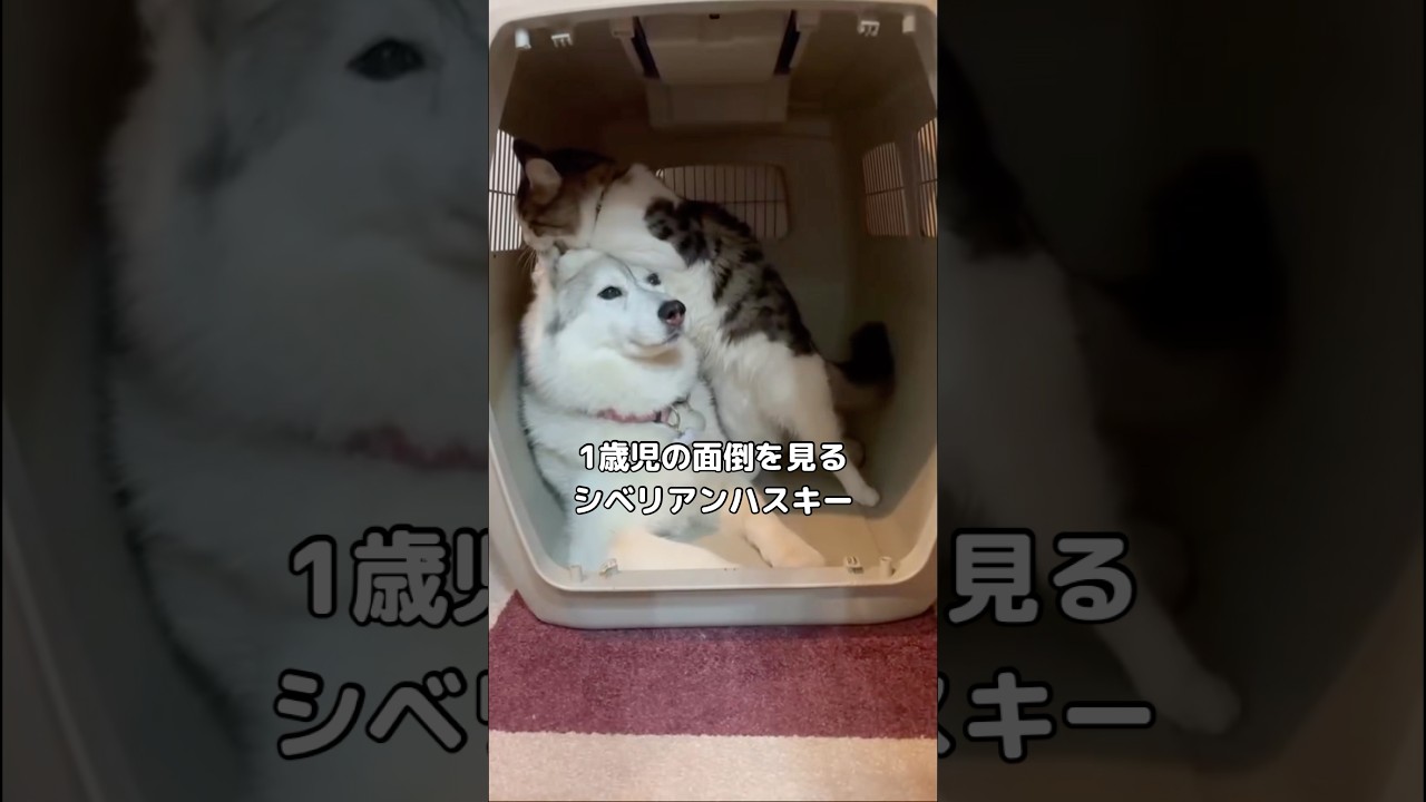 子猫の面倒を見るメスのシベリアンハスキーの瞳 #シベリアンハスキー #子猫 #ハスキー
