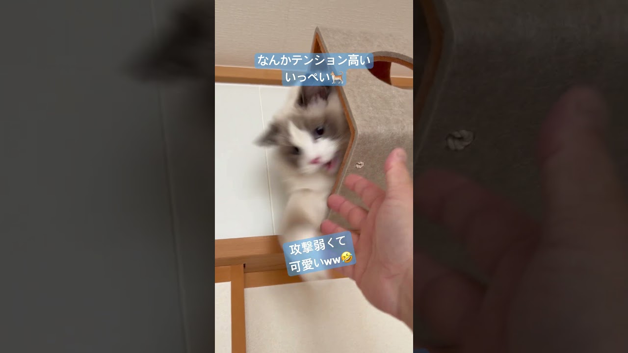 テンション上げ上げラグドール🐈 #ラグドール #猫のいる暮らし #いっぺいdialy #猫好きさんと繋がりたい