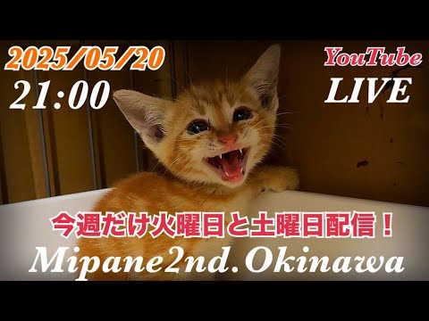 【LIVE】　珍しく火曜日の配信！・日曜の未明に緊急で子猫の『アキラ』を保護しました！・ふてニャン『マック』の治療経過・里親さん大募集中！