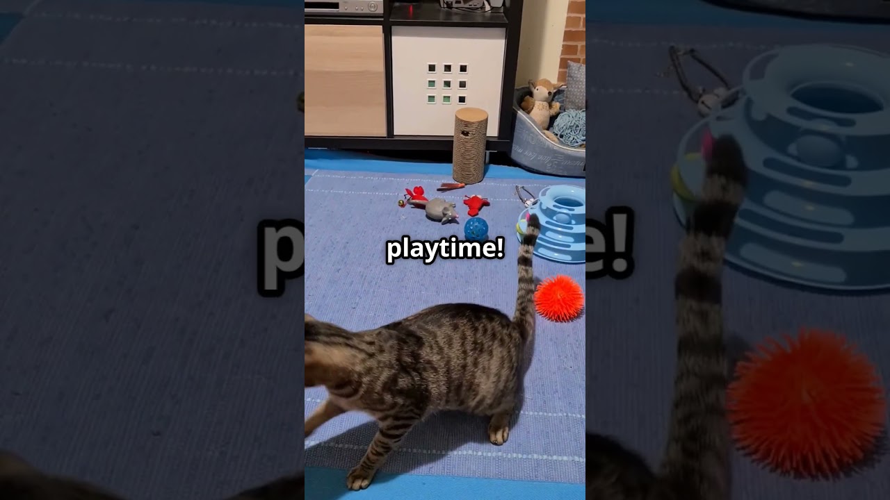 Cymric Cat 101: The Fluffy, Tailless Wonder You’ll Love! #cat #funnycats #pets #kitten