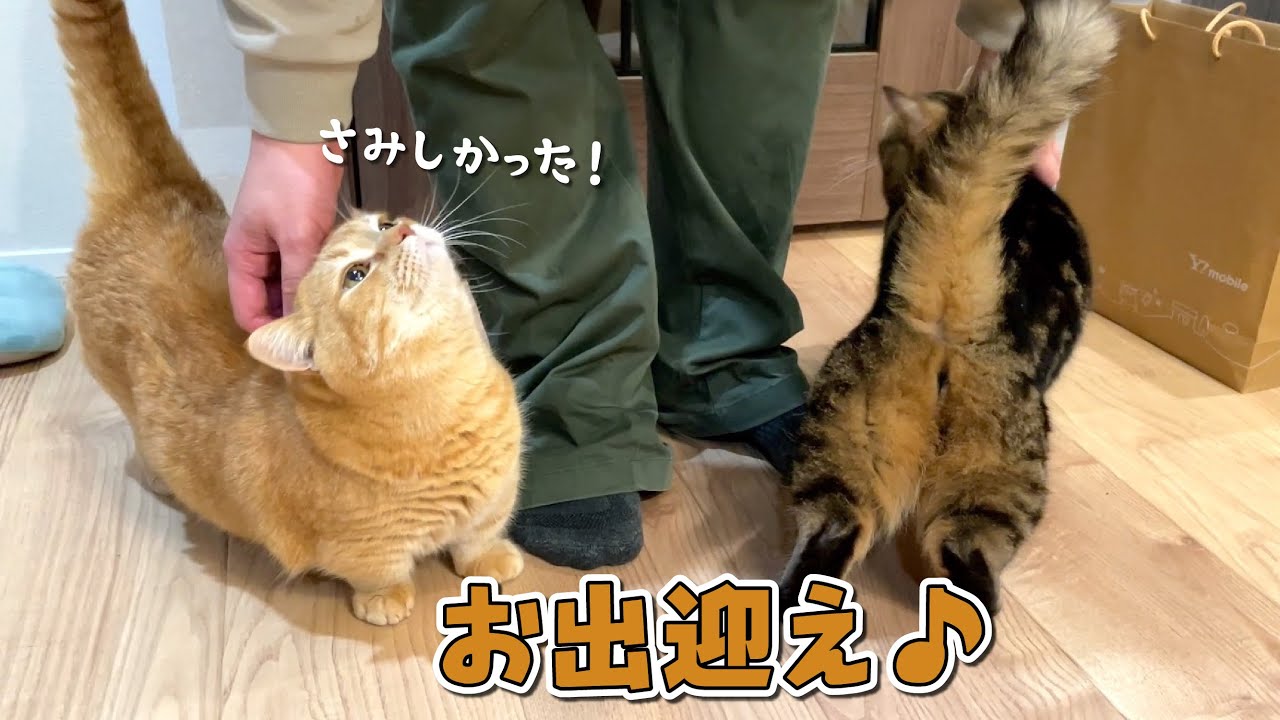 新居でのお留守番が寂しくて全力でお出迎えする猫が可愛すぎる！