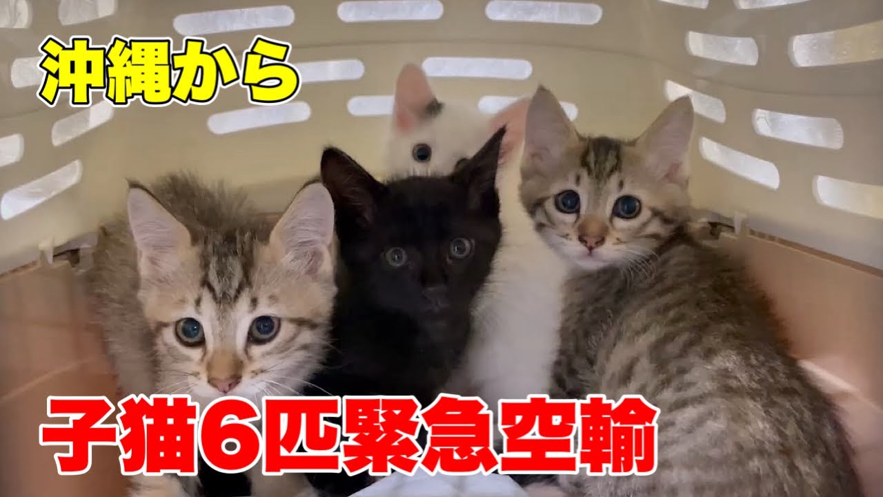 【沖縄っ子第三便隊】急遽！子猫6匹を空輸する事になりました