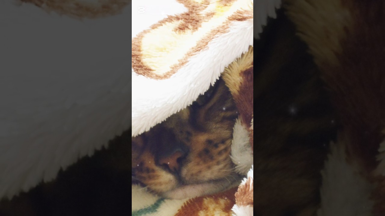 すやすや(*˘꒳​˘*)ｽﾔｧ… #猫 #猫動画 #猫のいる暮らし #cat #ベンガル #fyp #shorts #short