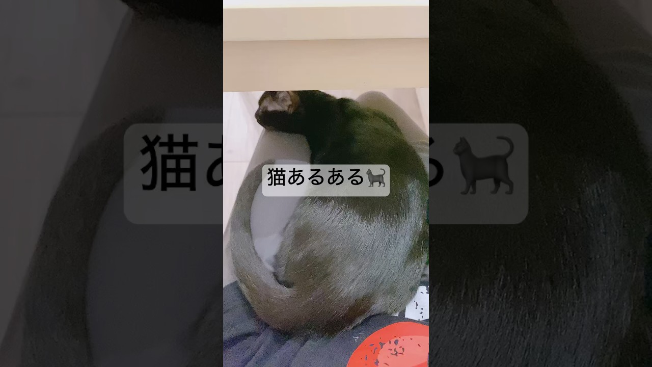 猫飼いさんあるある🐈‍⬛　#黒猫 #ボンベイ #猫のいる暮らし #cat #bombay #ねこ #猫 #猫動画　#子猫