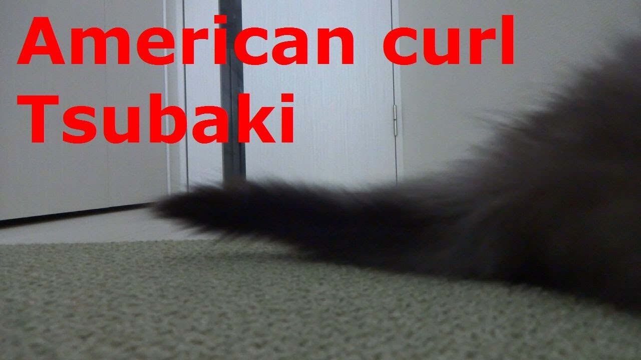 【猫目線から撮影してみた】アメリカンカール猫の椿くん   American Curl cat Tsubaki