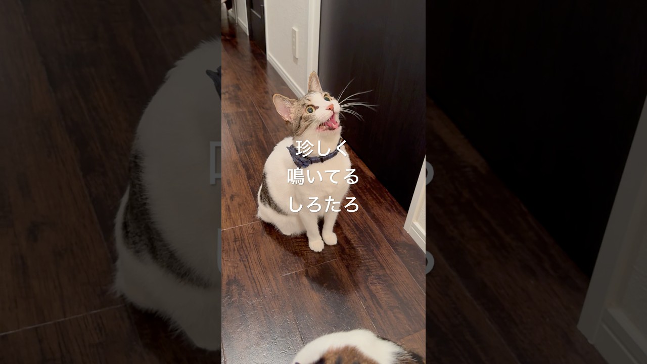 しろたろが鳴き続ける理由とは…#保護猫 #保護猫と暮らす #猫のいる暮らし
