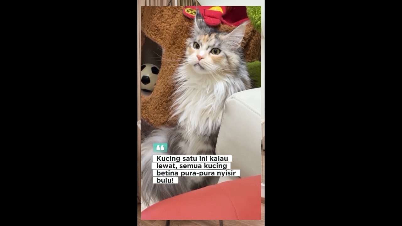Bukan kucing biasa‼️ini pangeran berbulu berkaki empat 😍 #kucing #catlovers #cat #cute #funny