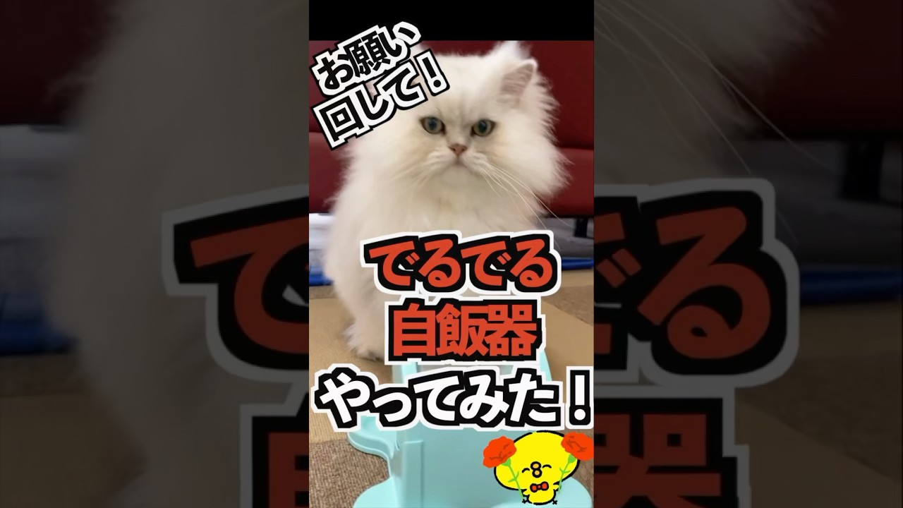 【猫は回してくれない❓】新おもちゃの行方💦#ペルシャ猫 #でるでる#長毛種#猫好きさんと繋がりたい #猫#ねこ動画