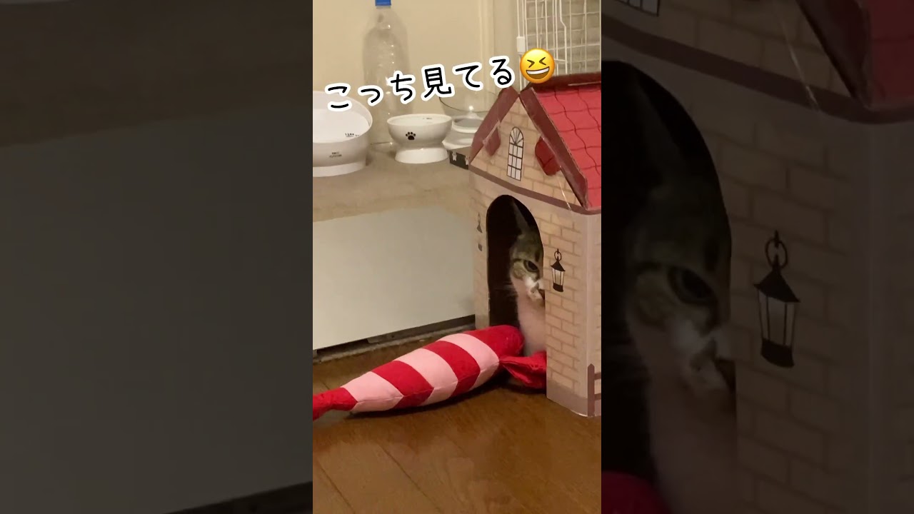 お家から覗いてるのが可愛い#shorts #cats #マンチカン #チャンネル登録お願いします