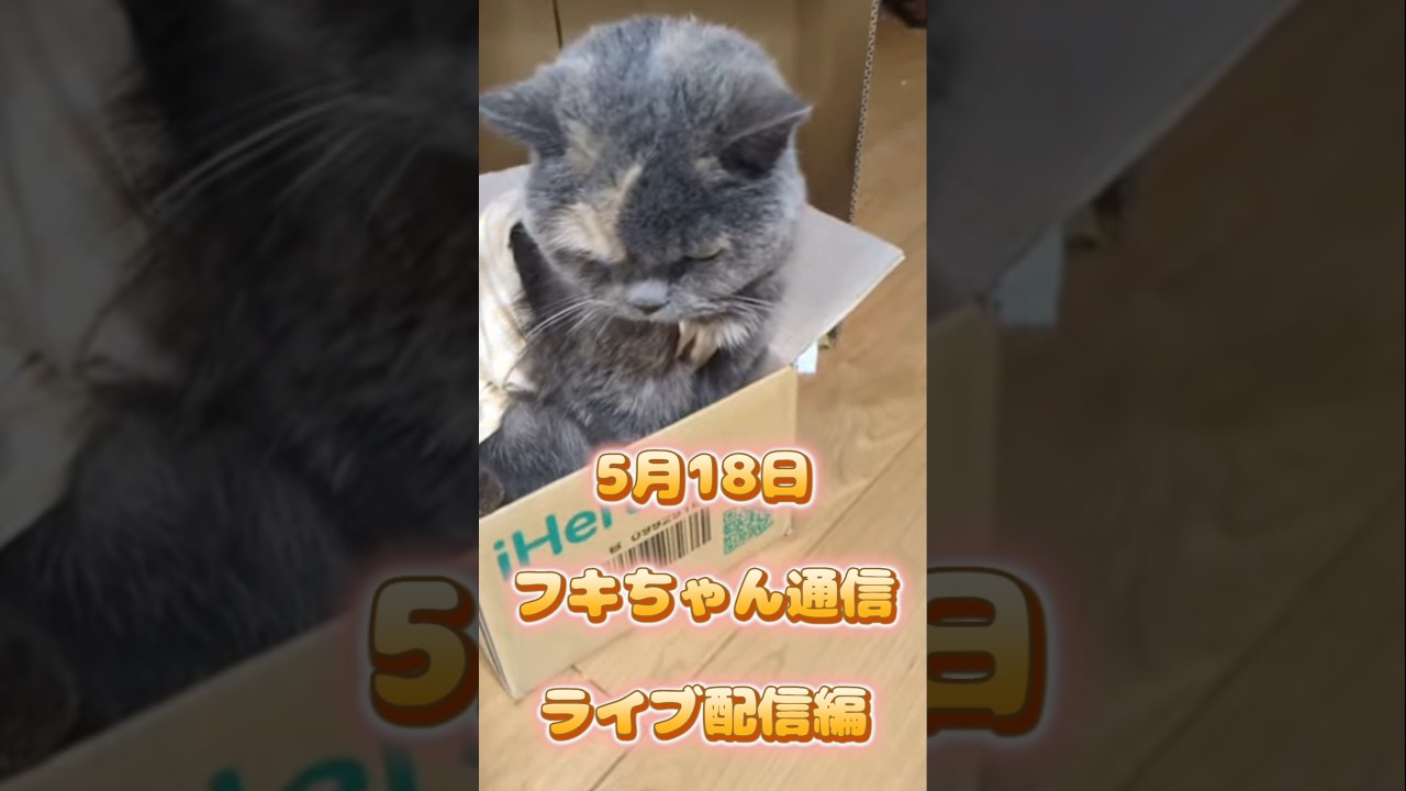 5月18日フキちゃん通信#shorts