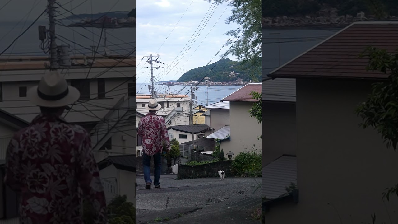 おチリばっかり見ニャいでね！おしりフリフリ！小走りのお散歩。さんぽねこのゆきちゃん！ #散歩 #野良猫 #熱海 #保護猫 #猫のいる暮らし#ジャパニーズボブテイル