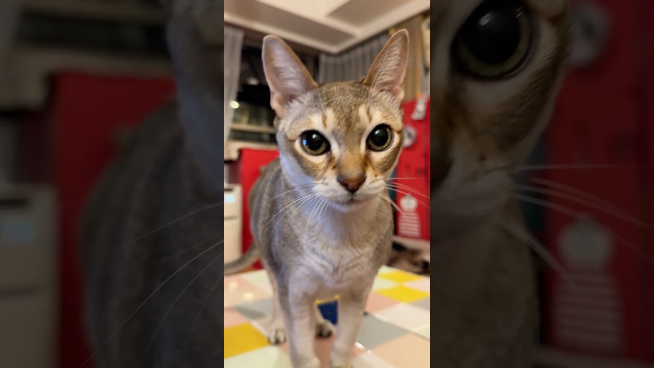 たぬき猫がお水を飲み終わるのを待っていてくれたのに気がつかないで通りすぎるシンガプーラなのにゃ♪ #cat #シンガプーラ #トンキニーズ#たぬき猫#singapura#tonkinese