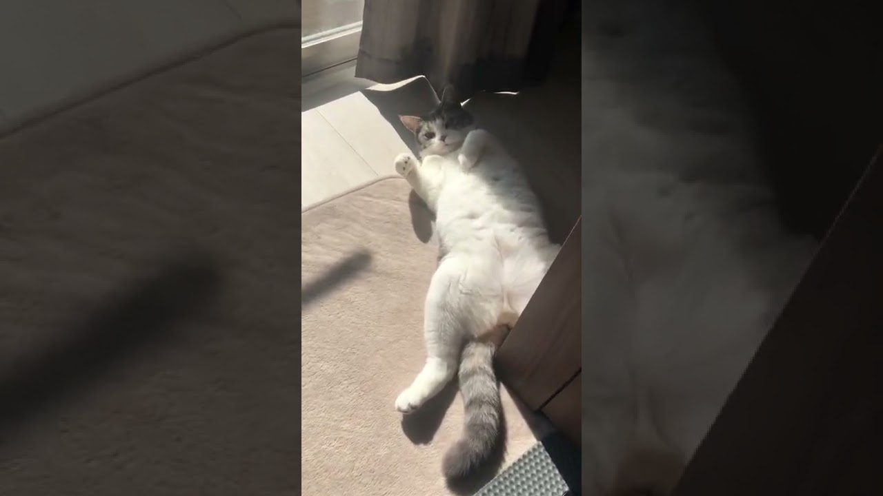 どすこい感がたまらないししゃもさんの朝　#shorts  【マンチカン】