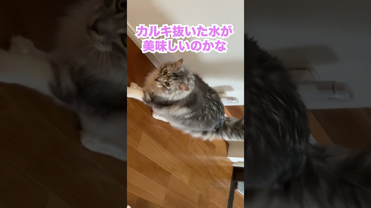 カルキ抜きをした水が好きな大型猫#メインクーン#shorts