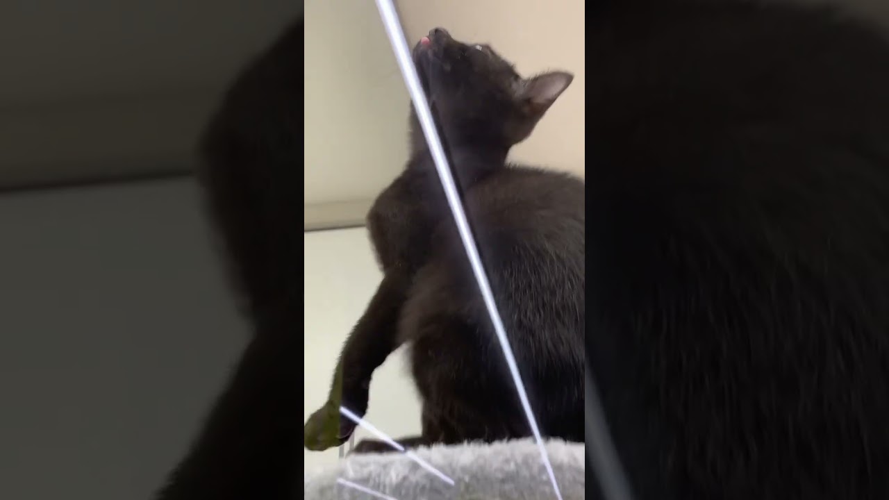 💁これがプロによる本格的な…⁉️🇲🇲バーミーズ🐾女の子‼️