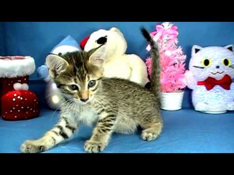 10月16日生まれエジプシャンマウブロンズくん