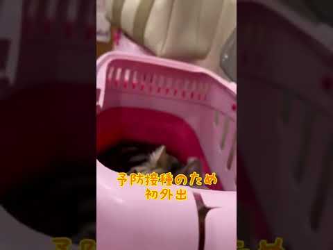 【子猫 マンチカン】予防接種に来た短足ベビーズが可愛すぎた