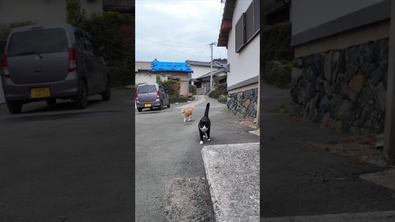 漁港近くの石のベンチに行くとハチワレちゃんといつもの茶トラ猫軍団の一人がやってきた #ImpressedCatVideo #catisland #猫