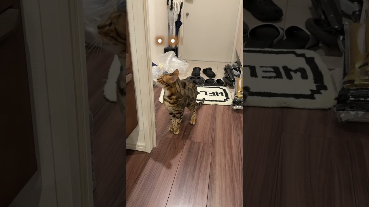 仲間に見捨てられた猫 #ルトロゼ #ベンガル #cat