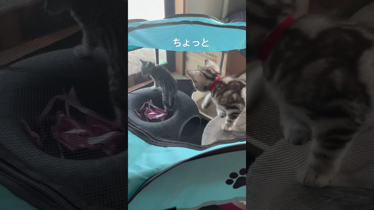 生後60日目。新しい遊び方発見。#アメショ#アメリカンショートヘア#子猫#猫の日常#cat#cats