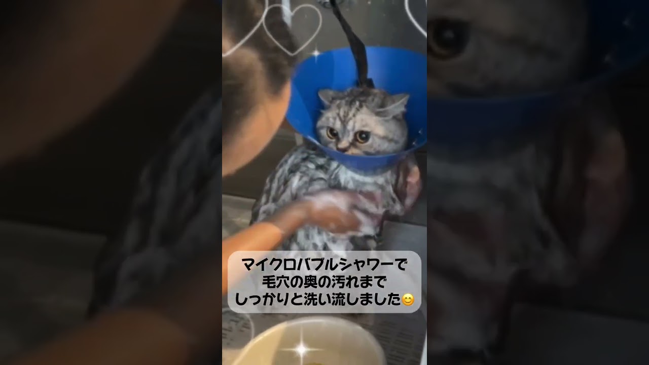 ブリティッシュショートヘアー　てんちゃん♡トリミングコースご利用🐾#cat #猫のいる暮らし
