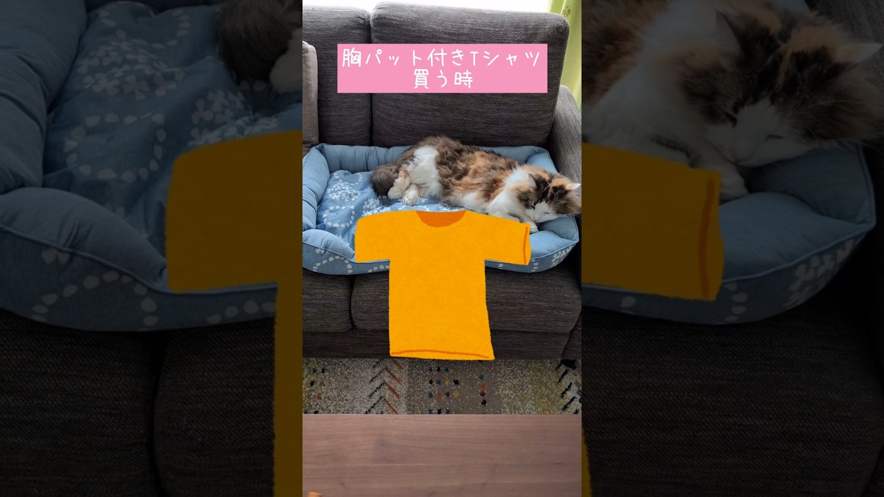 胸パット付きTシャツ○○製以外はヤバい #shorts #short #cat #猫 #ねこ #マンチカン #ノルウェージャンフォレストキャット #通販 #オンラインショップ #ネットショッピング