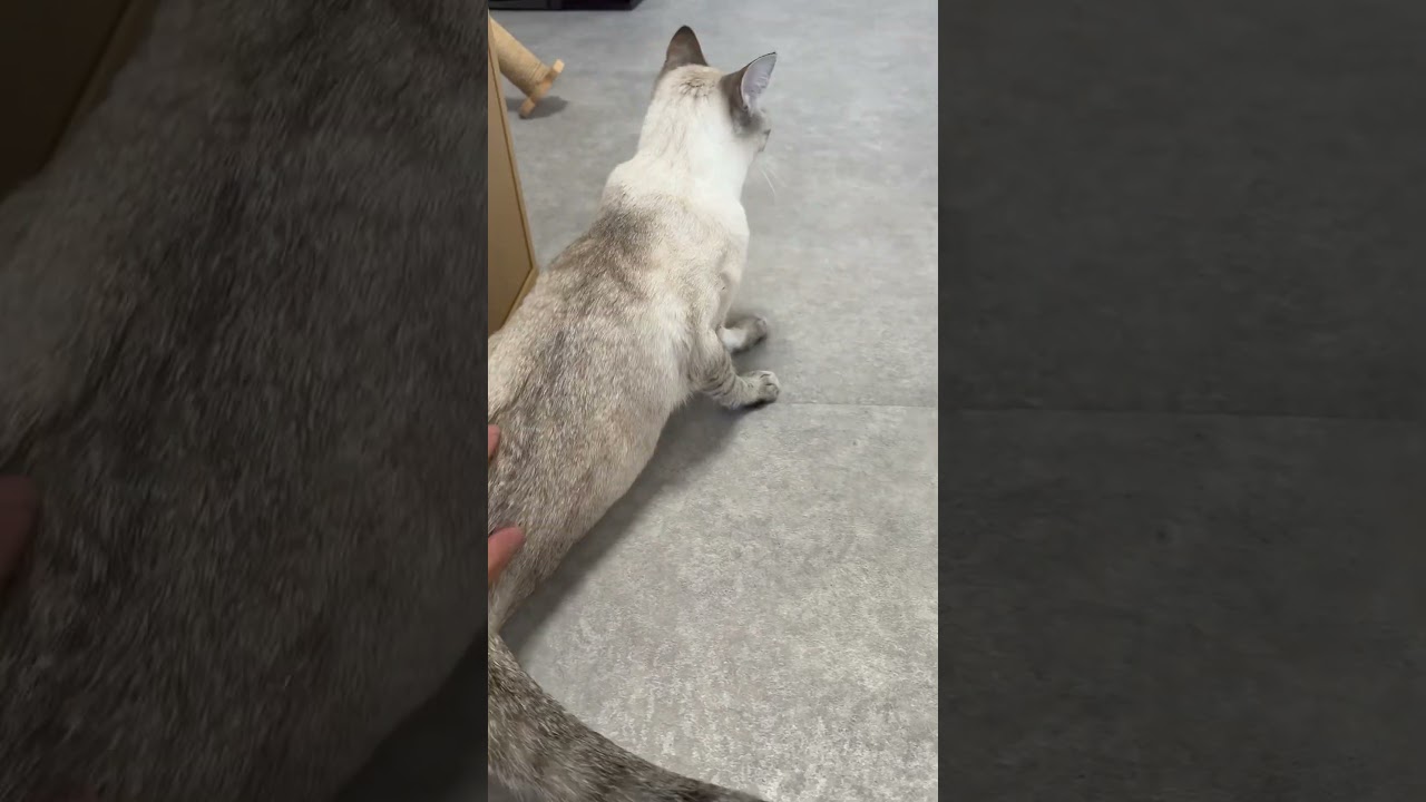 朝からご機嫌です！　#シャムトラ #元保護猫 #シャムミックス  #cat #猫耳 #siamesemix
