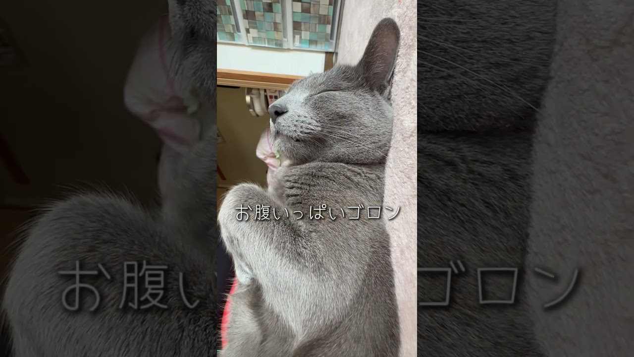 【ロシアンブルー】めろんおててを上げてお返事🤭【猫】#shorts