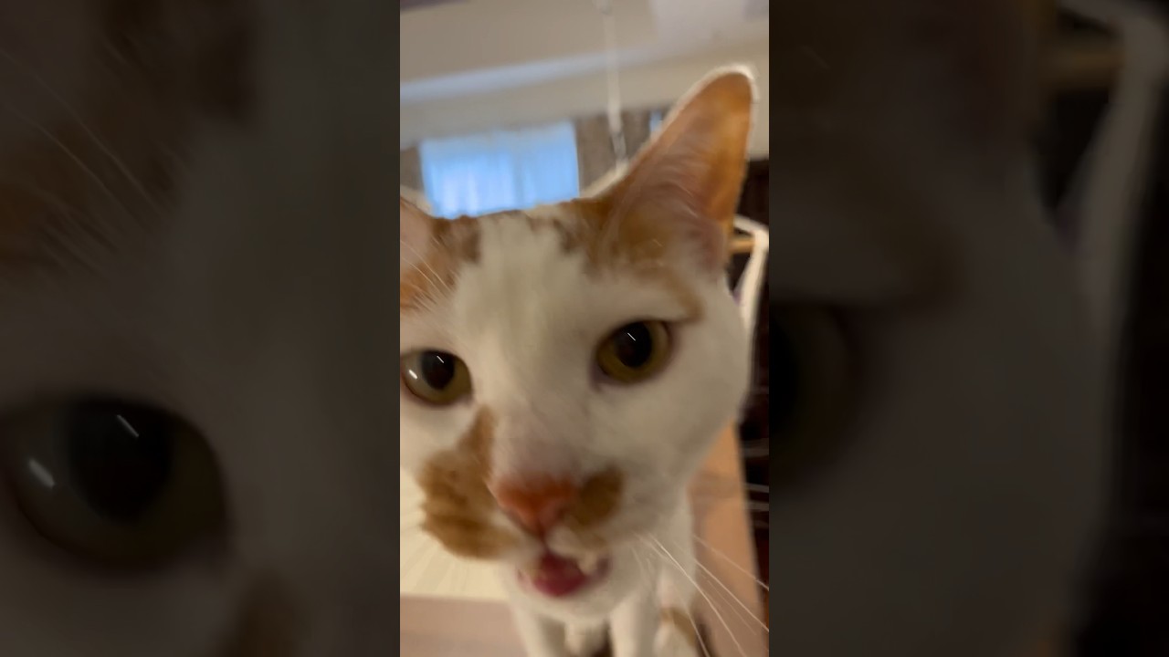 「にゃー！！！」 #cat #日本猫 #保護猫