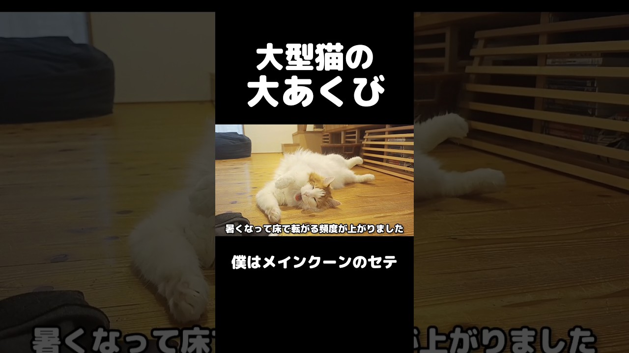 体勢がストイック過ぎる... #猫のいる暮らし #猫 #メインクーン