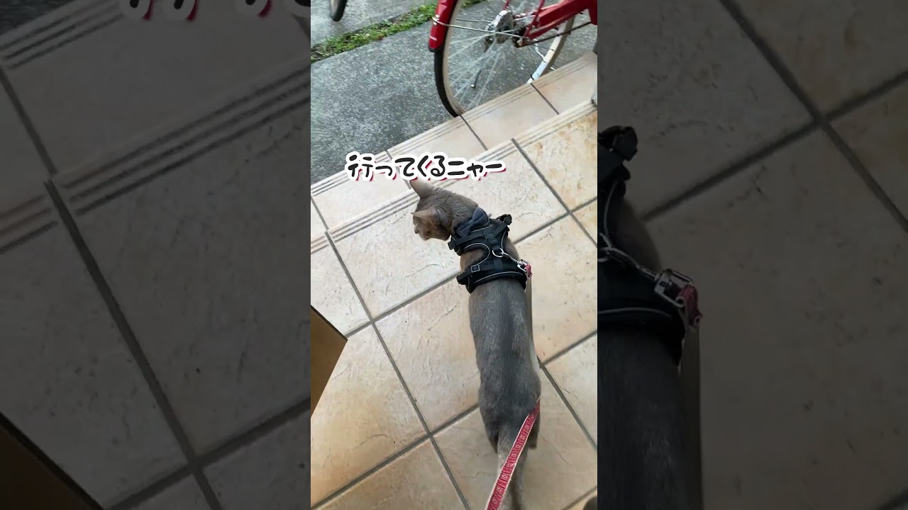 犬に見送られて散歩に行く猫 #shorts #アビシニアン #デカチワワ