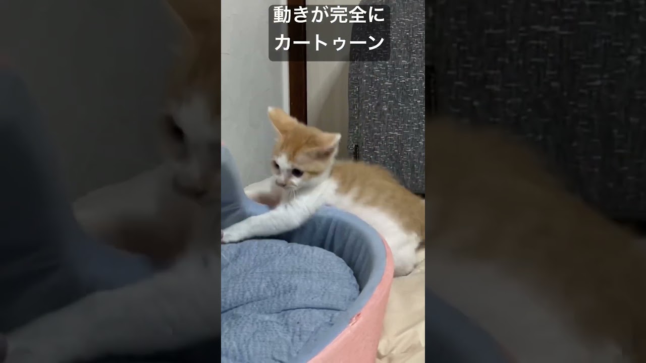 動きが完全にカートゥーン #cat  #猫  #ねこ  #保護猫 #cute #猫のいる暮らし #kitten #こねこ #子猫 #shorts