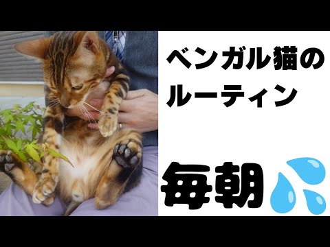 【猫が、家出をしてしまう日💦】毎朝、同じ時間に外に出たがるベンガル猫。飼い主と、猫は暖かい日差しを浴びて１日を始めます。[Does a house cat become independent?]