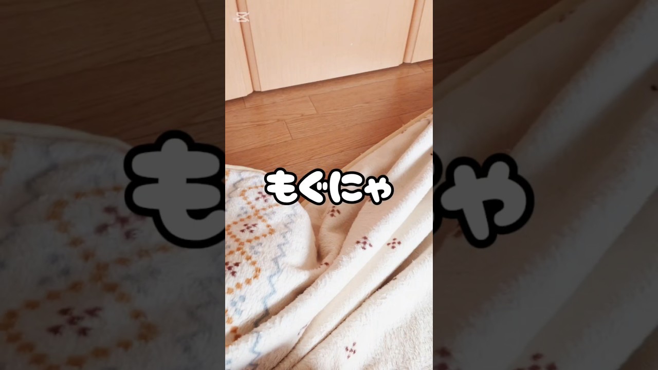 新種の生き物・もぐにゃ #猫 #猫動画 #猫のいる暮らし #ベンガル #cat #fyp #shorts #short