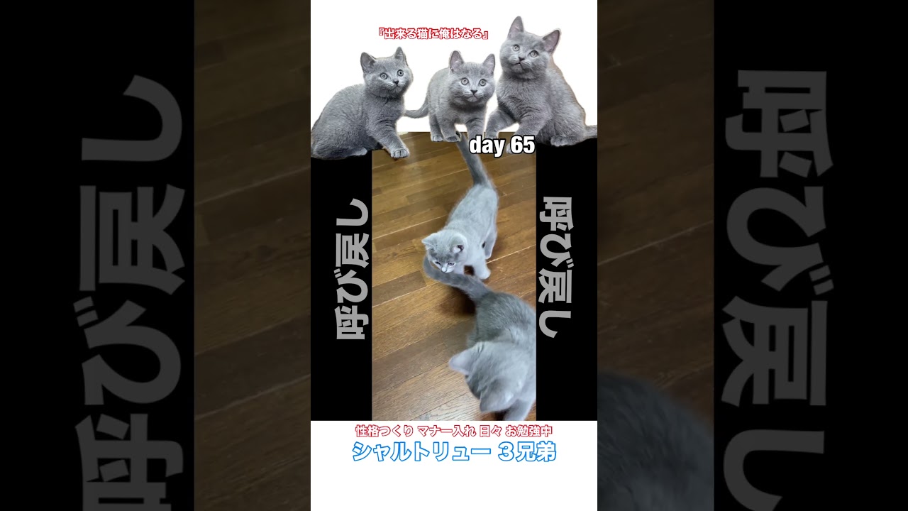 #shorts 【人好き子猫】『おいで』に答える子猫の兄弟！ステキでしょ #シャルトリュー #子猫
