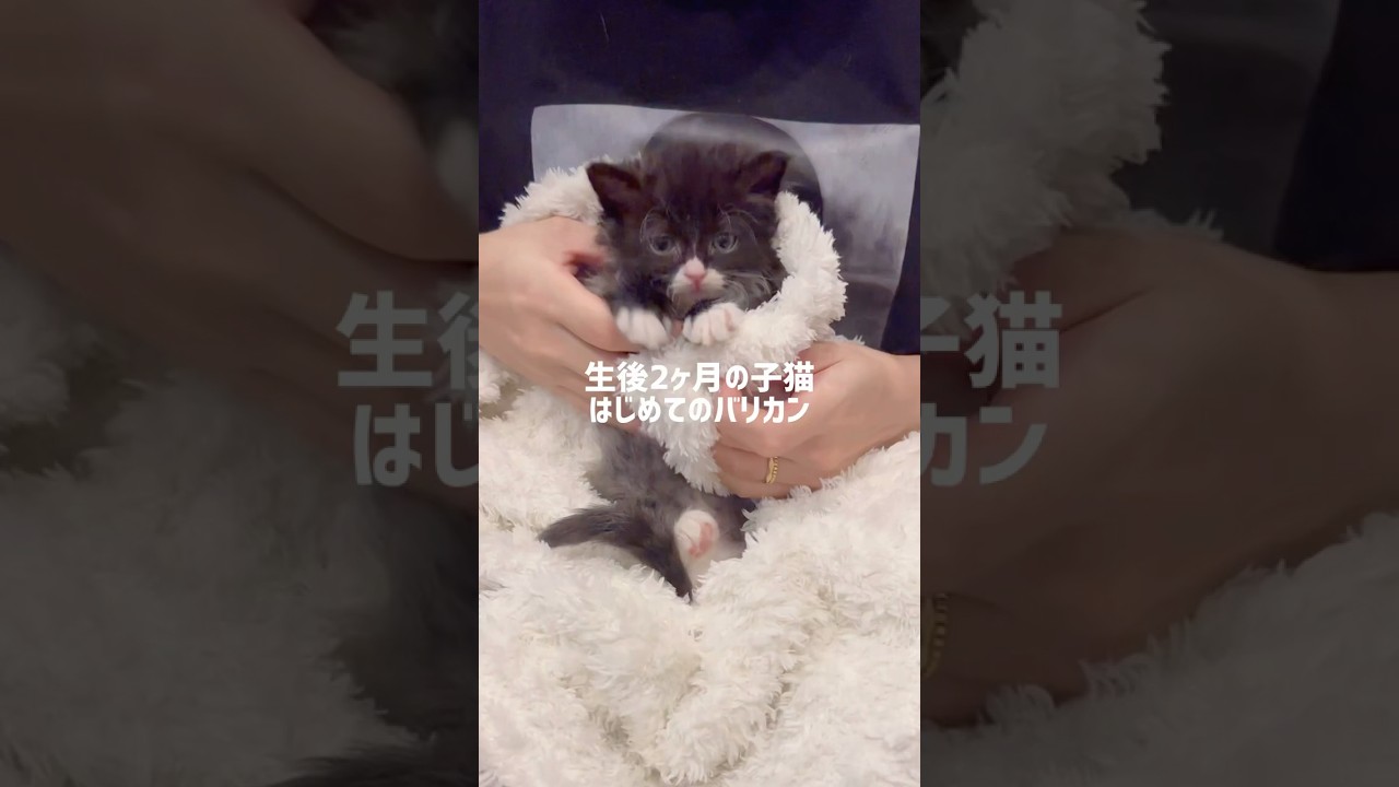 初めてのバリカン✂️ #ラグドール #ブルーポイントバイカラー#ラガマフィン #子猫 #猫 #猫のいる暮らし#猫のいる生活 #ねこのいる生活 #ハチワレ#肉球